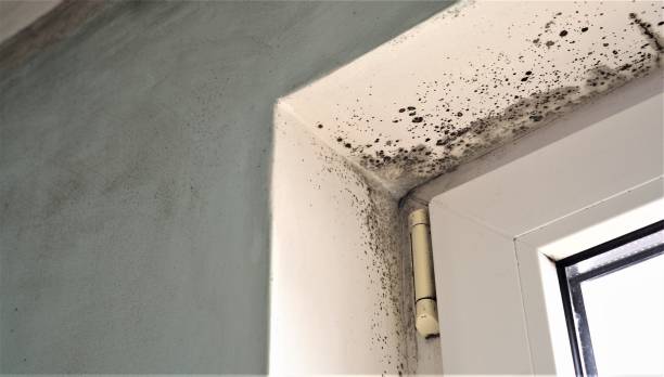 Best Mold-Related Health Consultation  in Crestview, FL