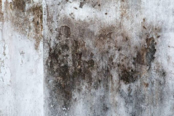 Best Air Quality Testing for Mold Spores  in Crestview, FL