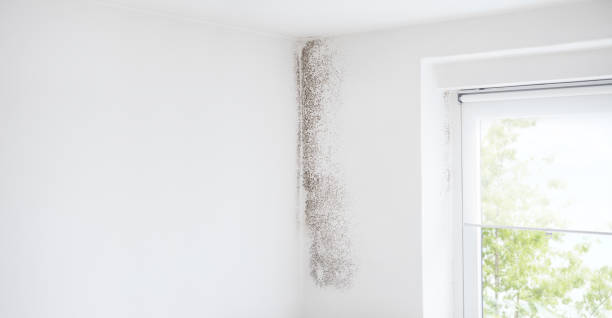 Best Airborne Mold Testing  in Crestview, FL