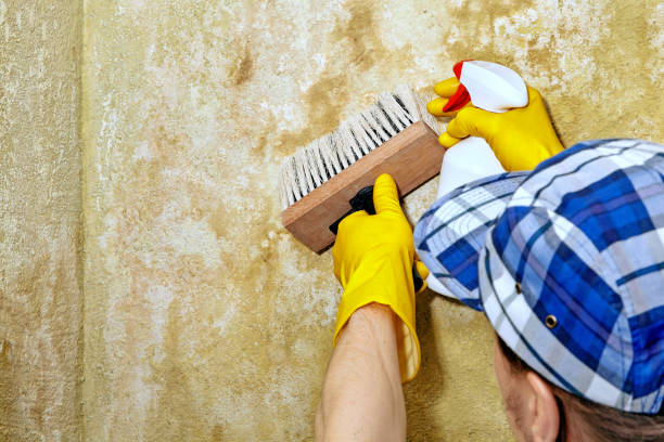 Crestview, FL Mold Removal Company