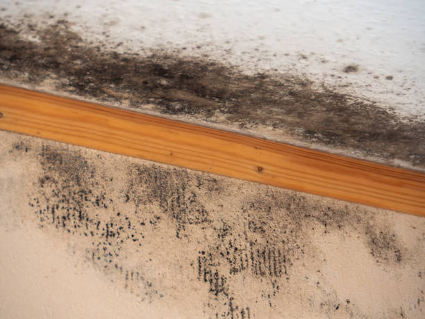 Best Mold Damage Restoration  in Crestview, FL