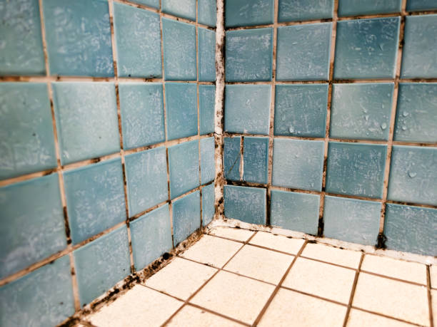 Best Crawl Space Mold Remediation  in Crestview, FL