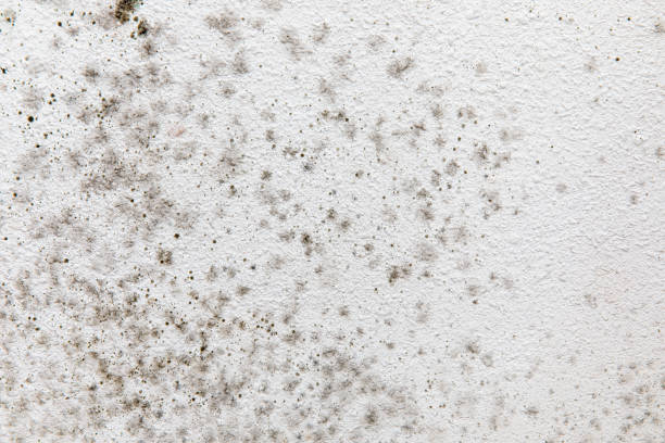 Professional Mold Removal in Crestview, FL