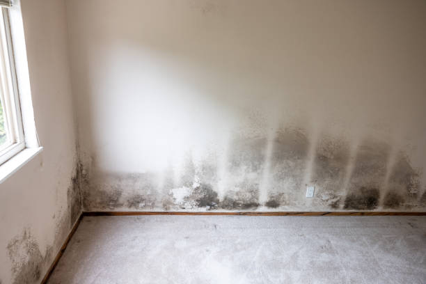 Mold Documentation for Insurance Claims