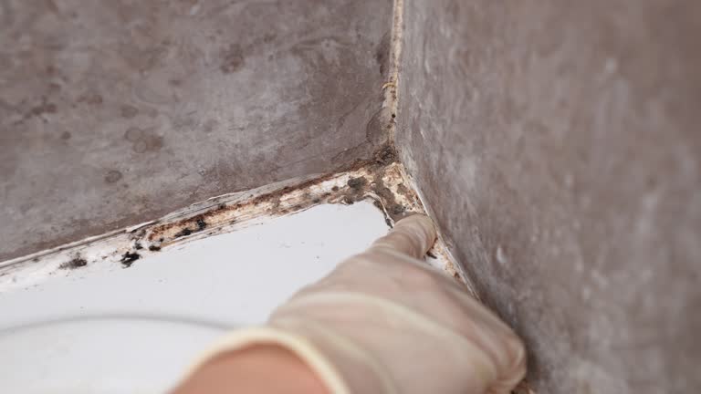 Forensic Mold Investigation in Crestview, FL